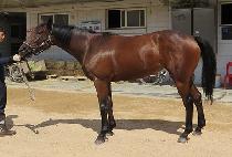 �ٳ������� (DANAEUN REX) ����