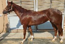 �÷������� (FLEX DAY) ����