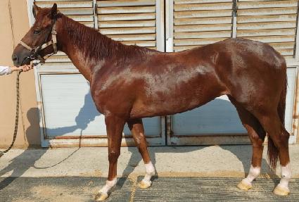 �÷������� ����