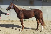 ũ���ֵ��� (CHRYSOL DONGHAE) ����