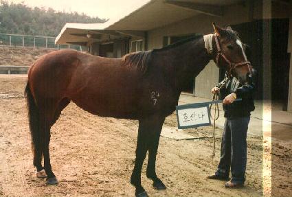 ȣ�곪 ����