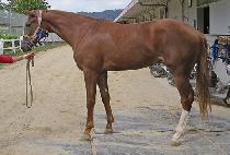 õ��ê (CHEONCHONG CHAT) ����