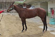 ������ (GOLDEN LINE) ����