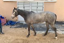 ���� (BORAM) ����