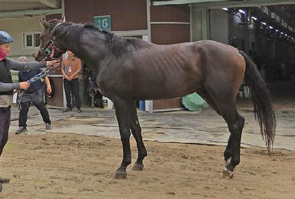 ��ī������ ����