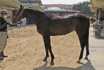 ��������� (SUNRISE GO) ����