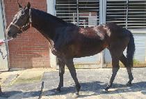 ����������Ʈ (SHINE FOREST) ����