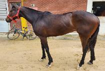 ������������ (AWESOME SUNRISE) ����