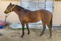 �幰�� (DEUMULEO) ����