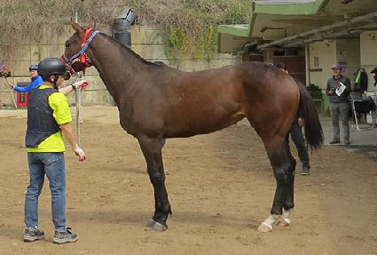 ��´��뼼 ����