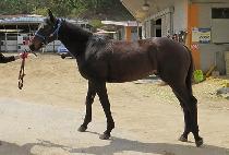 ������Ʈ (BLACK BELT) ����