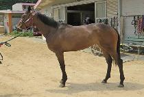 ����Ǯ�İ� (WONDERFUL PAGO) ����