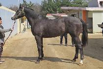 ���ﵹǳ (SEOUL DOLPUNG) ����