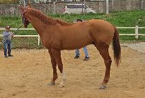 ������ (BROWN GOLD) ����