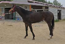 ��õ���̾� (SEOCHEON LION) ����