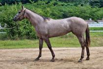 �����ǿ����� (DAEJIUIYEOJEONSA) ����