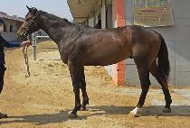 ������� (GOLDEN JACKPOT) ����