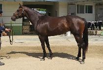 �������� (JOA JOA) ����