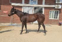 �ؿ�뼱���� (HAEUNDAE SUNSHINE) ����