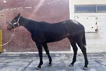 ����ε� (QUEEN��S ROAD) ����