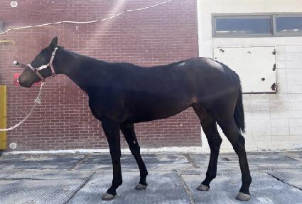 ����ε� ����