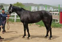 ������� (HEUNGHAENG BULPAE) ����