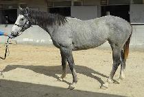 �ǹ��� (SILVER MOON) ����