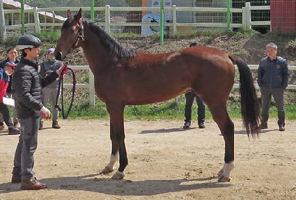 ���ø�Ʈ��� ����