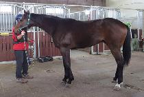 �Ⱦ���� (ANYANG BEONGAE) ����