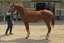 ��������Ƴ� (SARYEONI FOR HONOR) ����