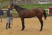 �����ϰ�� (SMILE GOLD) ����