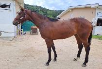 ���� (MAZEL) ����