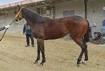 �����ҵ� (SEMYEONG SWORD) ����