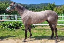 �����Ǹ��� (BEOLMAUI MONSTER) ����