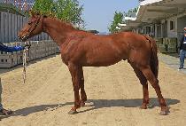 ��ũ�� (SHARKTEN) ����