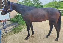 ����Ʈ��� (BEST BISANG) ����