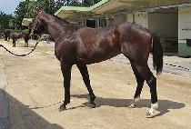 ������Ʈ (SUN GALLANT) ����