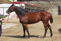 ����Ʈ�ǽ� (ELITE PEACE) ����