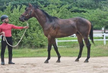 �´���Ư�� ����