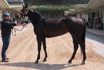 ���̵��ڵ� (LADY CODI) ����