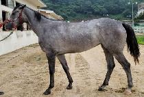 �׷����� (GRAY QUEEN) ����