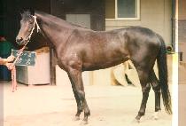 ��� (YANG GOONG) ����