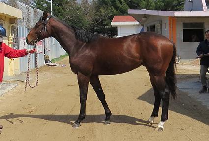 �̷�Ÿ�� ����