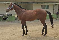 �Ѱ������� (HANGANG FIGHTER) ����