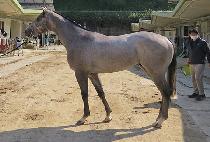 ���������� (PRINCE DAY) ����