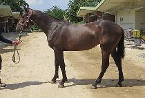 ���϶�� (SAHARAMONG) ����