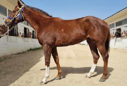 ���Ÿ ����