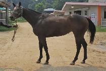 �Ͼ��¾� (HAYAN TAEYANG) ����