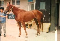 û��ȫ�� (CHEUNG SIL HONG SIL) ����