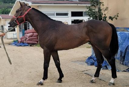 ���̷����� ����